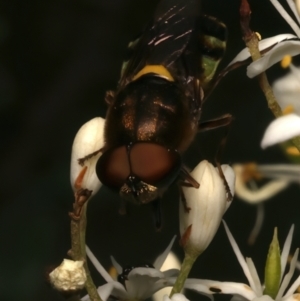 Odontomyia hunteri at Mount Ainslie - 6 Jan 2024