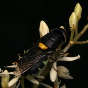 Odontomyia hunteri at Mount Ainslie - 6 Jan 2024