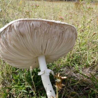 Macrolepiota dolichaula (Macrolepiota dolichaula) at Namadgi National Park - 6 Jan 2024 by Wheatee