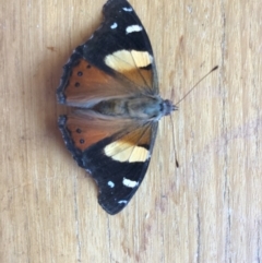 Vanessa itea (Yellow Admiral) at GG295  - 8 Jan 2024 by ruthkerruish