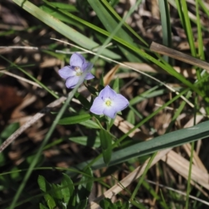 Veronica gracilis at Namadgi National Park - 6 Jan 2024