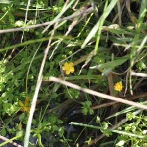 Hypericum japonicum at Namadgi National Park - 6 Jan 2024