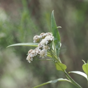 Ozothamnus stirlingii at Namadgi National Park - 6 Jan 2024