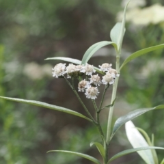 Ozothamnus stirlingii at Namadgi National Park - 6 Jan 2024