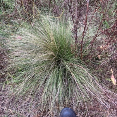 Nassella trichotoma (Serrated Tussock) at Watson, ACT - 5 Jan 2024 by waltraud