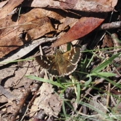Pasma tasmanica (Two-spotted Grass-skipper) at Namadgi National Park - 6 Jan 2024 by RAllen