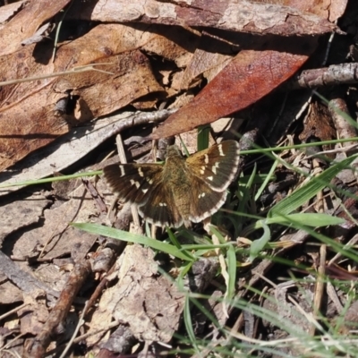Pasma tasmanica (Two-spotted Grass-skipper) at Tharwa, ACT - 6 Jan 2024 by RAllen