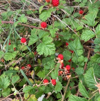 Rubus parvifolius (Native Raspberry) at Hackett, ACT - 2 Jan 2024 by waltraud