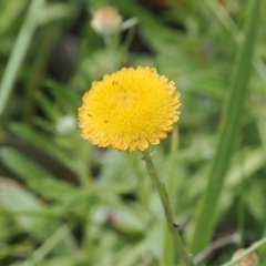 Coronidium monticola (Mountain Button Everlasting) at Cotter River, ACT - 6 Jan 2024 by RAllen