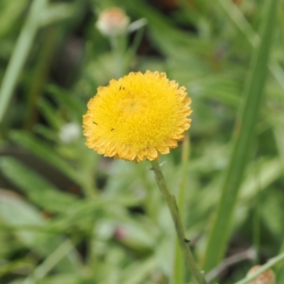 Coronidium monticola (Mountain Button Everlasting) at Cotter River, ACT - 6 Jan 2024 by RAllen