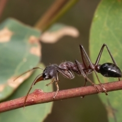 Myrmecia simillima (A Bull Ant) at Denman Prospect 2 Estate Deferred Area (Block 12) - 8 Jan 2024 by Roger