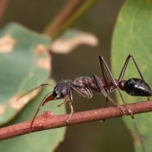 Myrmecia simillima at Denman Prospect 2 Estate Deferred Area (Block 12) - 8 Jan 2024 01:55 PM