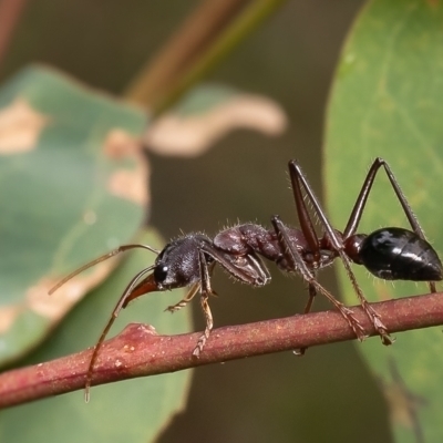 Myrmecia simillima (A Bull Ant) at Block 402 - 8 Jan 2024 by Roger