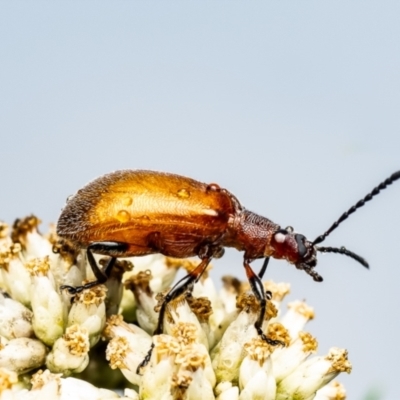 Ecnolagria grandis (Honeybrown beetle) at Denman Prospect 2 Estate Deferred Area (Block 12) - 8 Jan 2024 by Roger