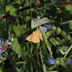 Trapezites eliena at Namadgi National Park - 6 Jan 2024