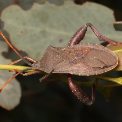 Amorbus rubiginosus (A Eucalyptus Tip Bug) at Mount Ainslie - 6 Jan 2024 by jb2602