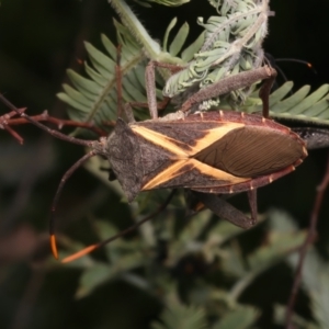 Mictis profana at Mount Ainslie - 6 Jan 2024