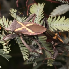 Mictis profana at Mount Ainslie - 6 Jan 2024