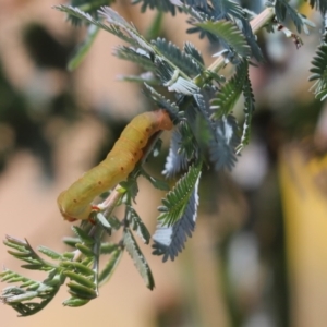 Capusa (genus) at Aranda, ACT - 30 Nov 2022