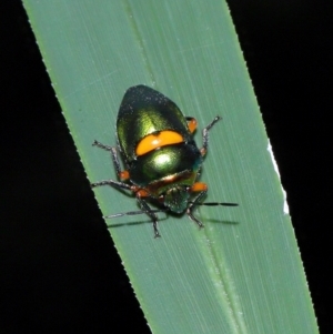 Lampromicra senator at Capalaba, QLD - 28 Dec 2023 10:51 AM