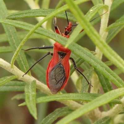 Gminatus australis (Orange assassin bug) at Turner, ACT - 29 Dec 2023 by ConBoekel