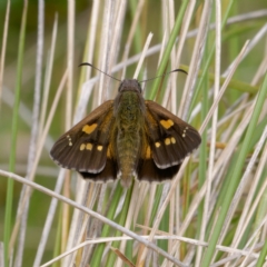 Hesperilla donnysa (Varied Sedge-skipper) at Gibraltar Pines - 7 Jan 2024 by DPRees125