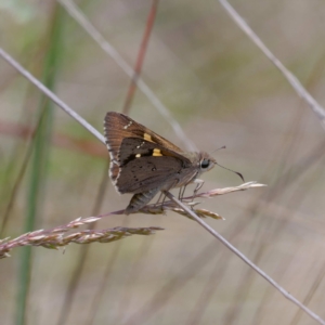 Hesperilla donnysa at Gibraltar Pines - 7 Jan 2024