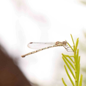 Austrolestes leda at Dryandra St Woodland - 29 Dec 2023