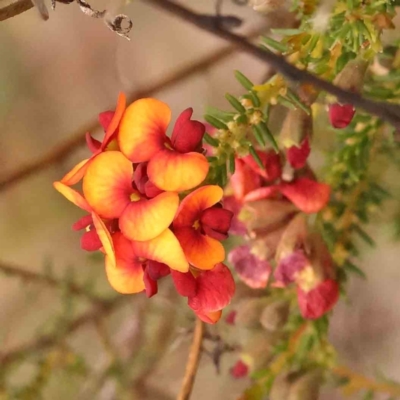 Dillwynia phylicoides (A Parrot-pea) at Dryandra St Woodland - 29 Dec 2023 by ConBoekel