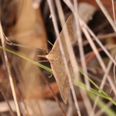 Epidesmia hypenaria at Dryandra St Woodland - 29 Dec 2023 12:17 PM