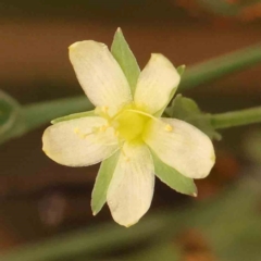 Hypericum gramineum (Small St Johns Wort) at Dryandra St Woodland - 29 Dec 2023 by ConBoekel