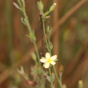 Hypericum gramineum at Dryandra St Woodland - 29 Dec 2023