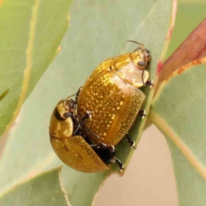 Paropsisterna cloelia at Dryandra St Woodland - 29 Dec 2023 12:20 PM