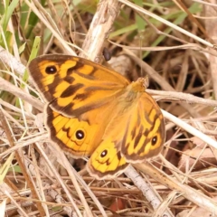 Heteronympha merope (Common Brown Butterfly) at Dryandra St Woodland - 29 Dec 2023 by ConBoekel