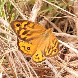 Heteronympha merope at Dryandra St Woodland - 29 Dec 2023 12:25 PM