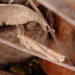 Faveria tritalis (Couchgrass Webworm) at Dryandra St Woodland - 29 Dec 2023 by ConBoekel