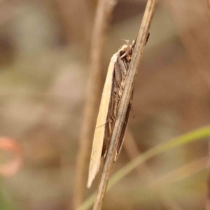 Telocharacta metachroa at Dryandra St Woodland - 29 Dec 2023 12:40 PM