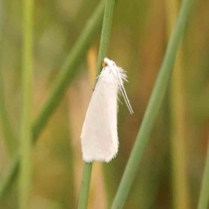 Tipanaea patulella at Dryandra St Woodland - 29 Dec 2023 11:48 AM