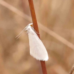 Tipanaea patulella at Dryandra St Woodland - 29 Dec 2023