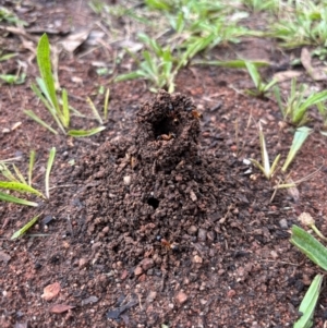 Camponotus consobrinus at O'Connor, ACT - 8 Jan 2024