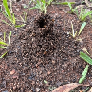 Camponotus consobrinus at O'Connor, ACT - 8 Jan 2024