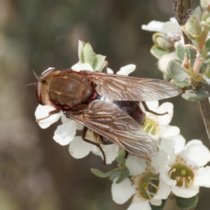 Copidapha sp. at Namadgi National Park - 7 Jan 2024