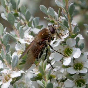 Copidapha sp. at Namadgi National Park - 7 Jan 2024