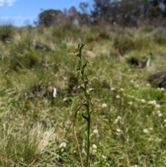 Paraprasophyllum sphacelatum (Large Alpine Leek-orchid) at Kosciuszko National Park - 6 Jan 2024 by MattM