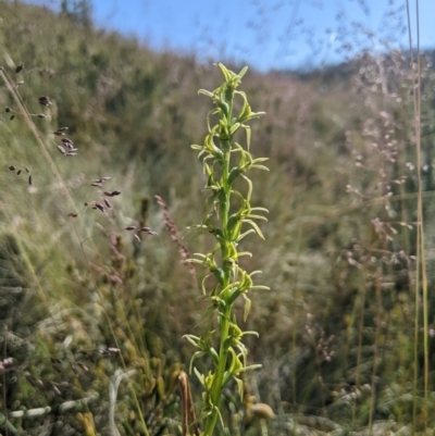 Paraprasophyllum sphacelatum (Large Alpine Leek-orchid) at Kosciuszko National Park - 6 Jan 2024 by MattM