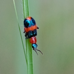 Dicranolaius bellulus (Red and Blue Pollen Beetle) at Cantor Crescent Woodland, Higgins - 7 Jan 2024 by Untidy