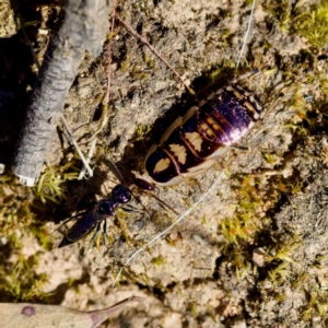 Ampulicidae (family) at Aranda Bushland - 17 Sep 2023 12:41 PM