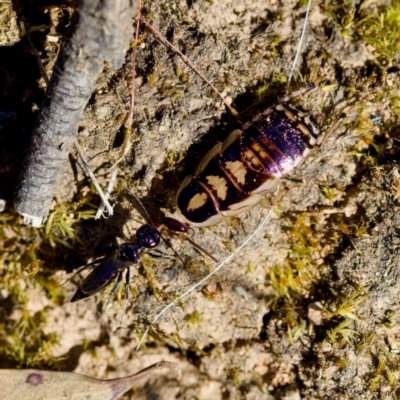 Ampulicidae (family) (Cockroach Wasp) at Aranda, ACT - 17 Sep 2023 by KorinneM