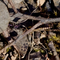 Ampulicidae (family) at Aranda Bushland - 17 Sep 2023 12:41 PM