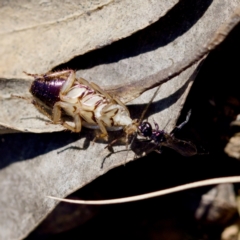 Ampulicidae (family) at Aranda Bushland - 17 Sep 2023 12:41 PM